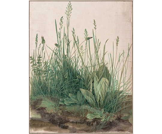 Albrecht Dürer - Veľký kus trávnika - Great Piece of Turf - reprodukcia